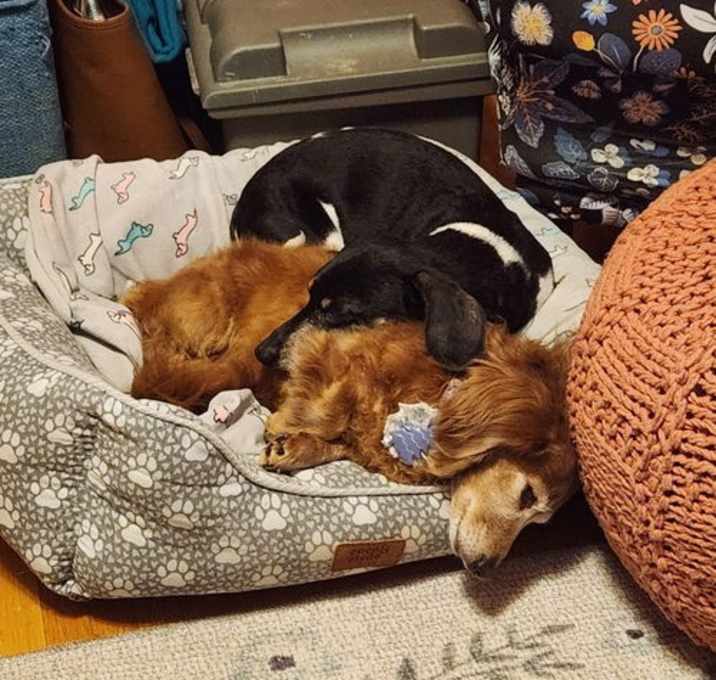 Photo of Penny (bonded with Henry)