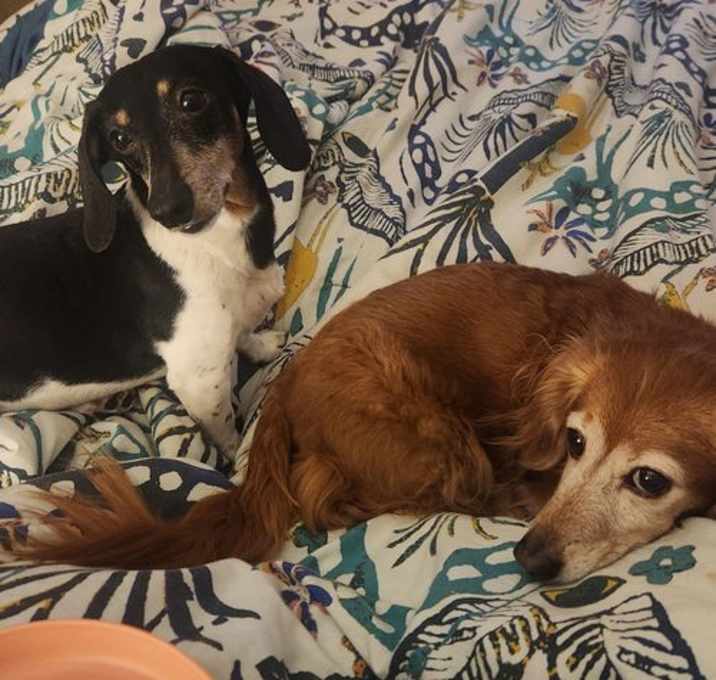 Photo of Henry (Bonded with Penny)