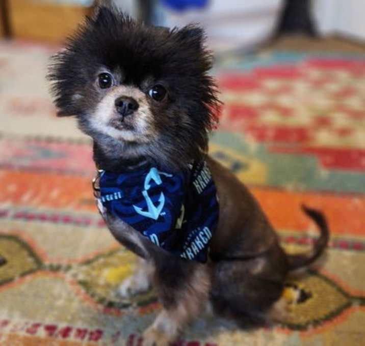 Photo of Mac Fox