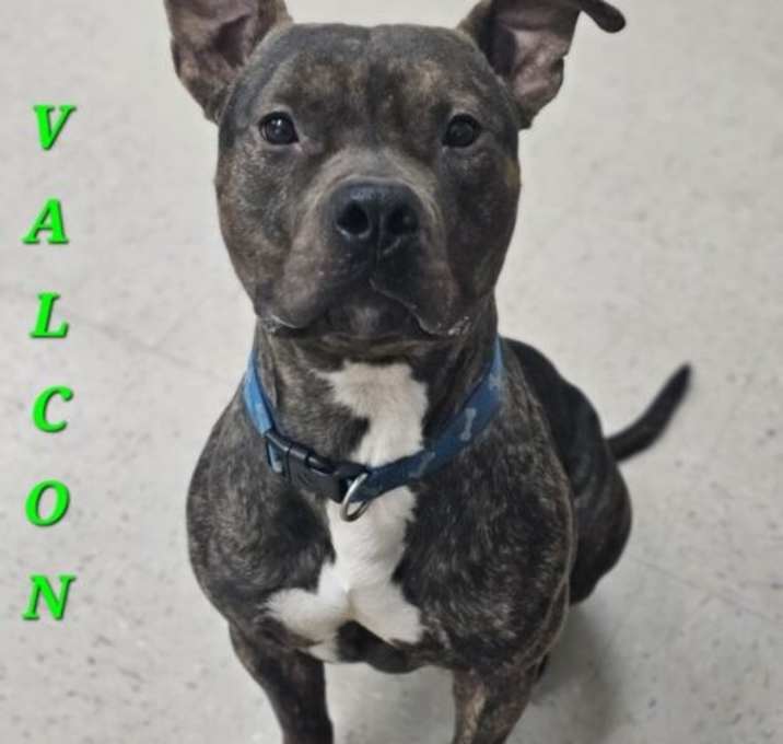 Photo of Valcon