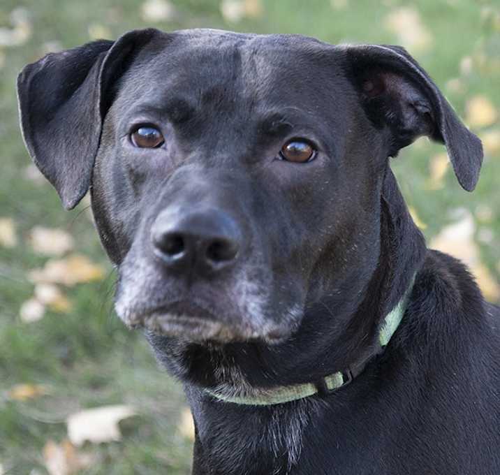 Photo of Bullet