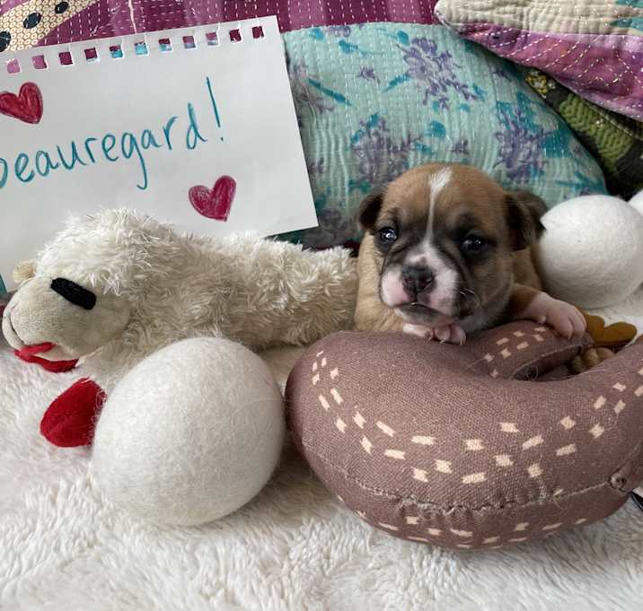 Photo of Beaurgard