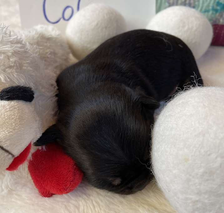 Photo of Colin