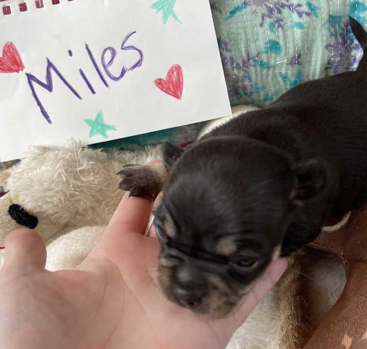 Photo of Miles