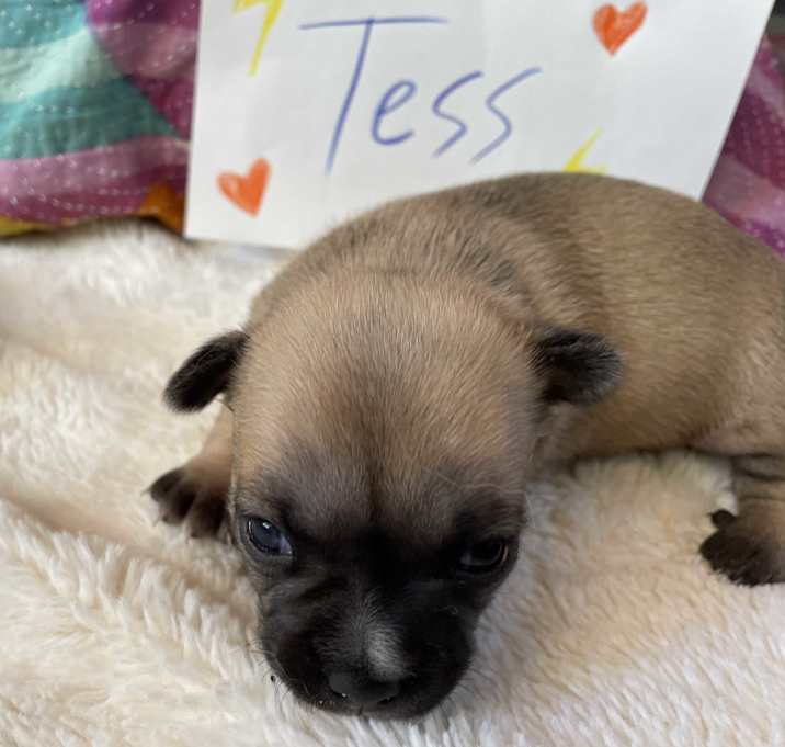 Photo of Tess