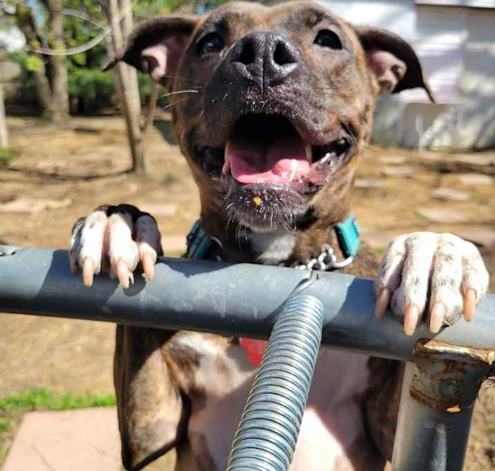 Photo of Ripley