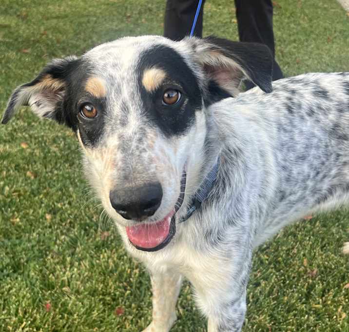 Photo of Lucky