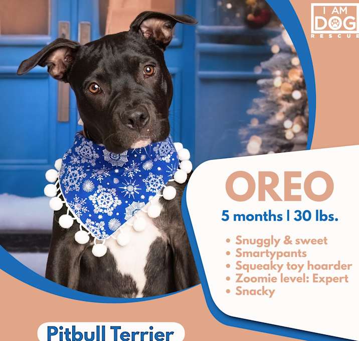 Photo of Oreo