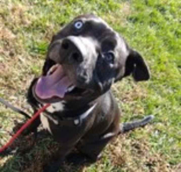 Photo of Apollo