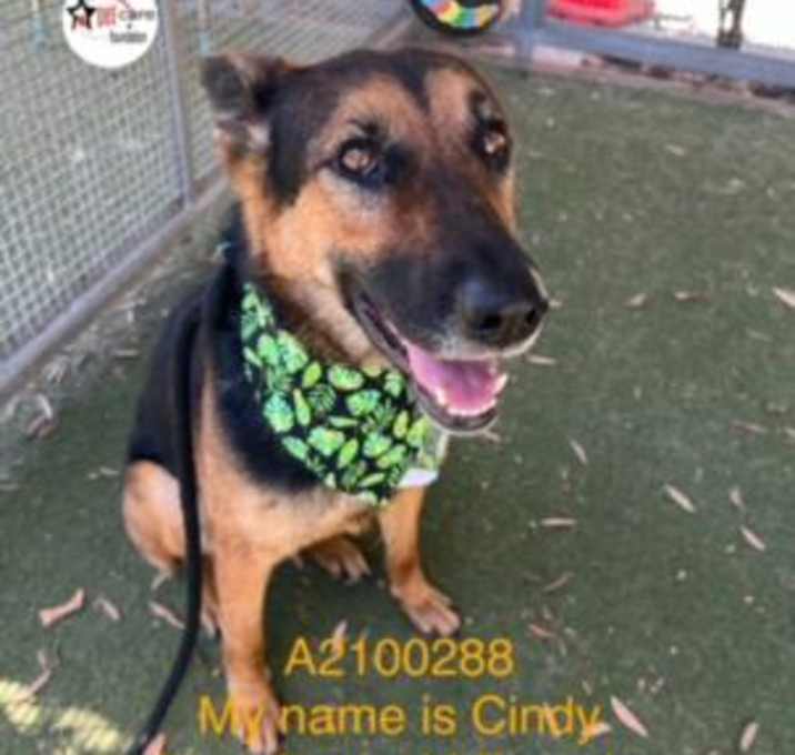 Photo of CINDY