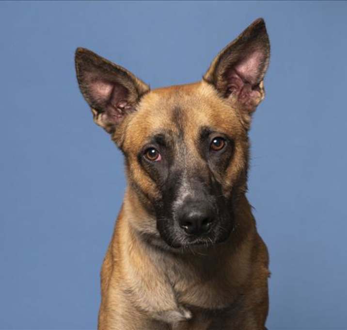 Photo of ODIE