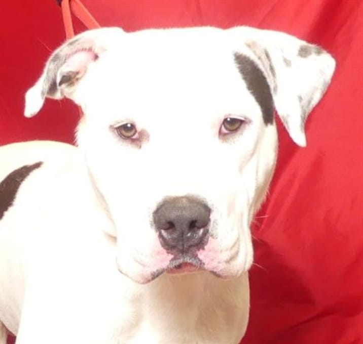 Photo of BODACIOUS