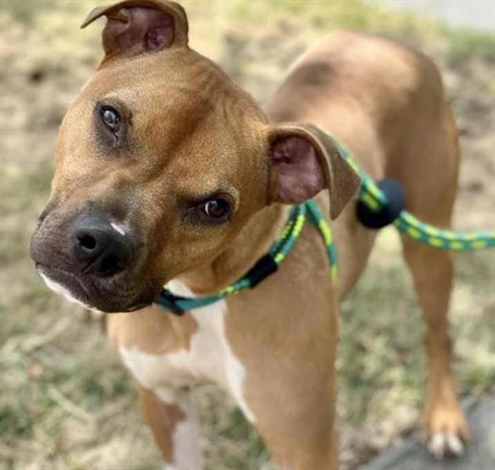 Photo of SIMBA
