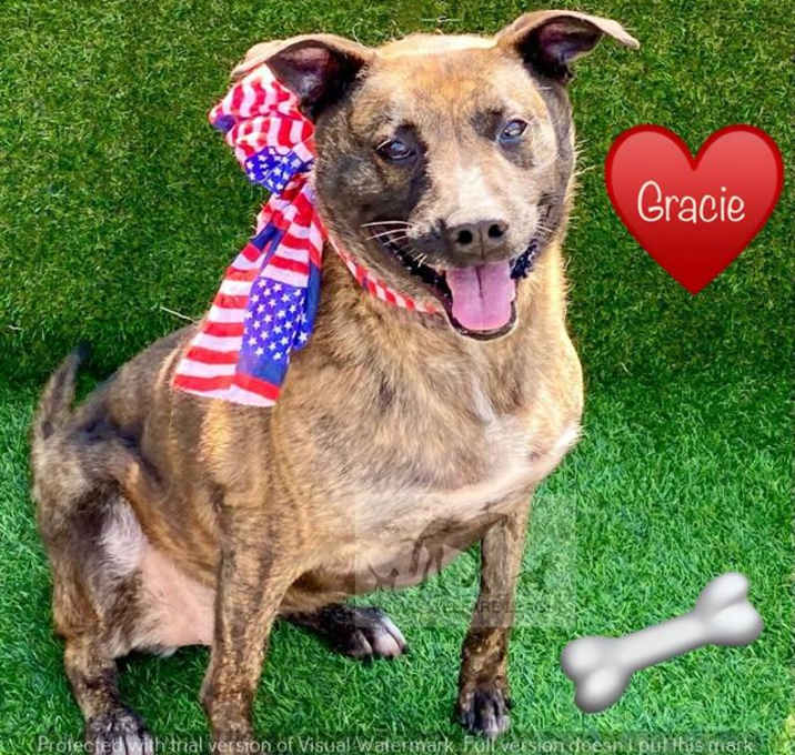 Photo of GRACIE