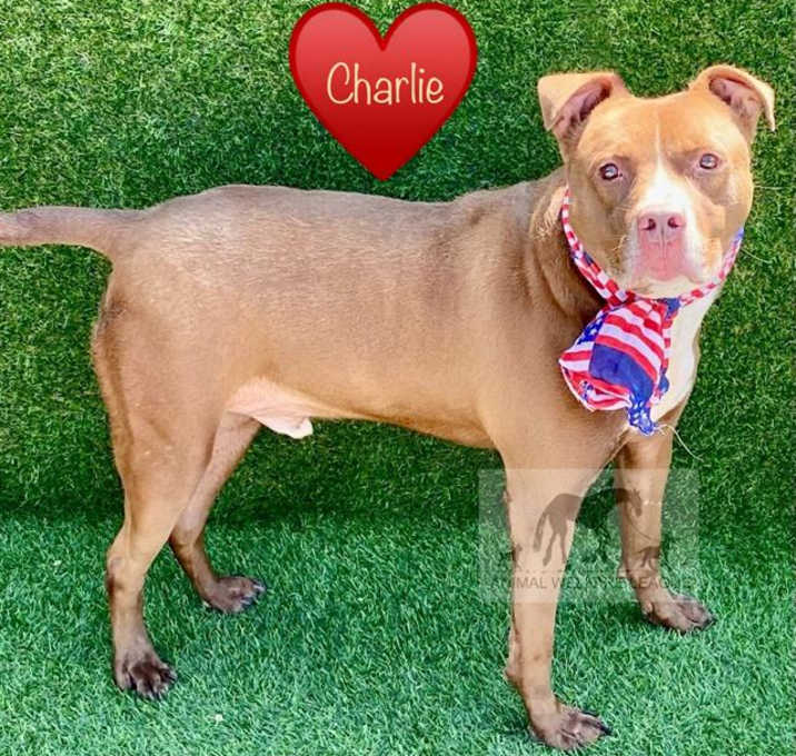 Photo of CHARLIE