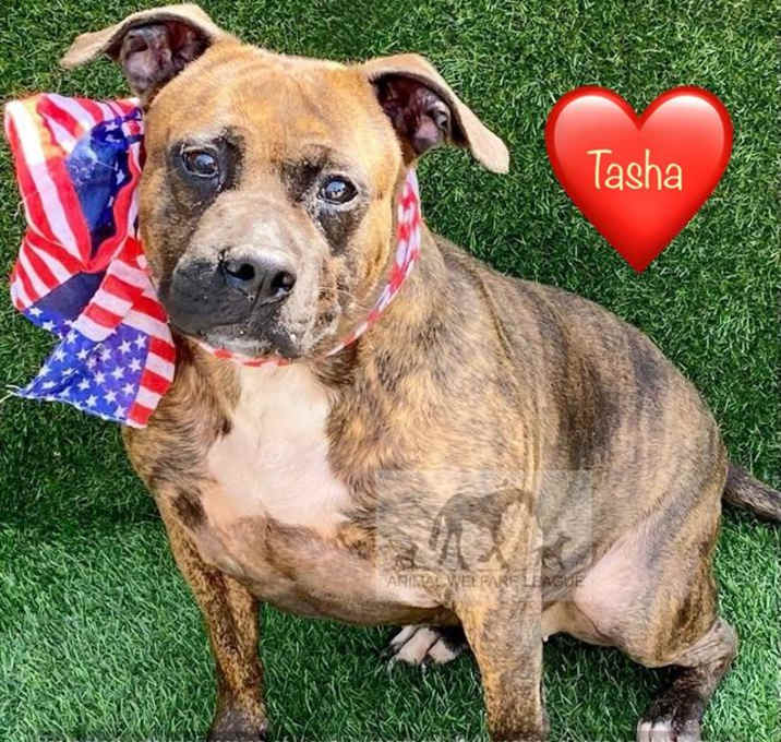 Photo of TASHA