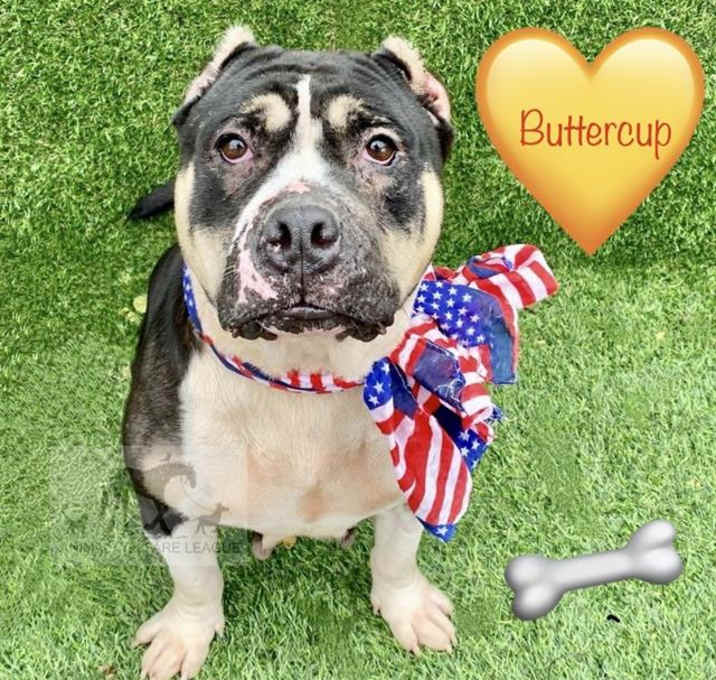 Photo of BUTTERCUP
