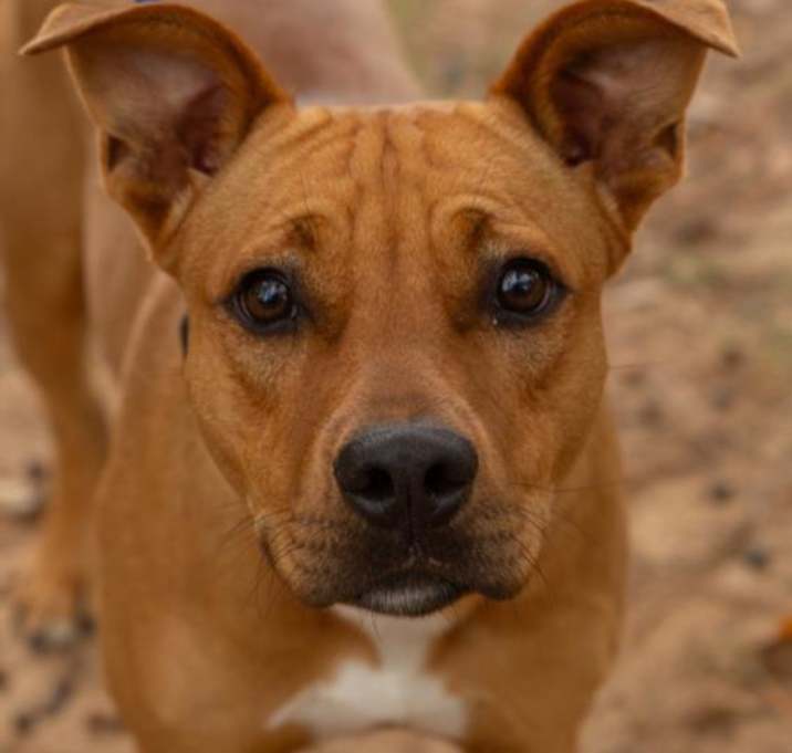 Photo of MORRIS