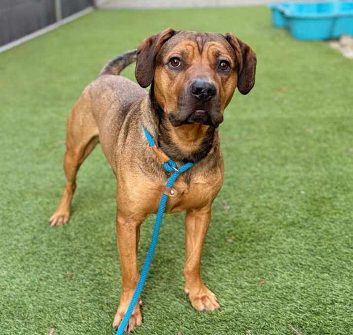 Photo of BRUTUS
