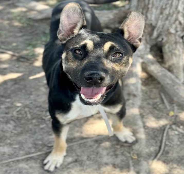 Photo of OPTIMUS