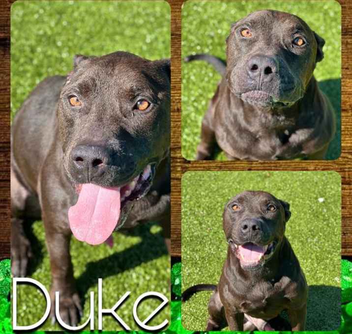 Photo of DUKE
