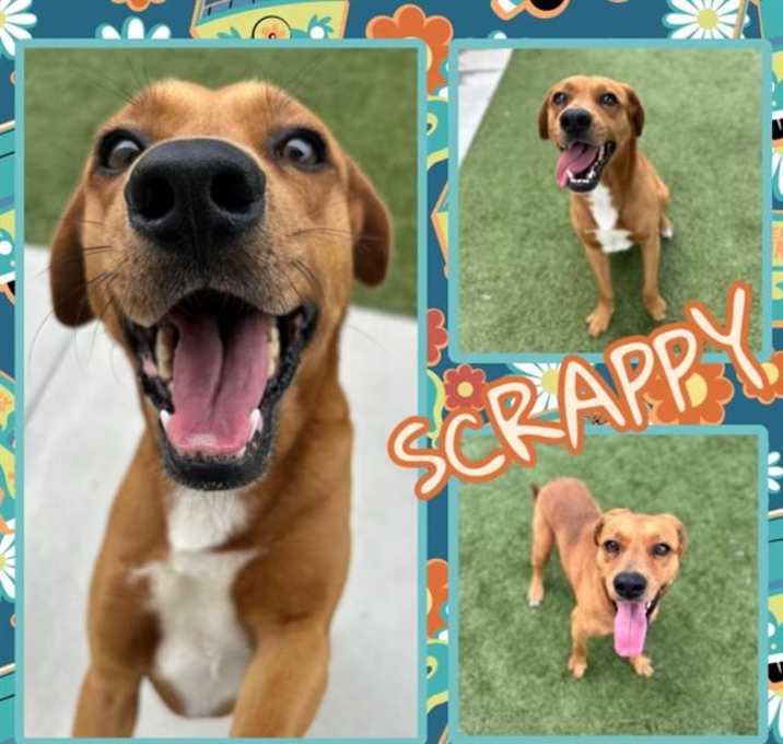 Photo of SCRAPPY
