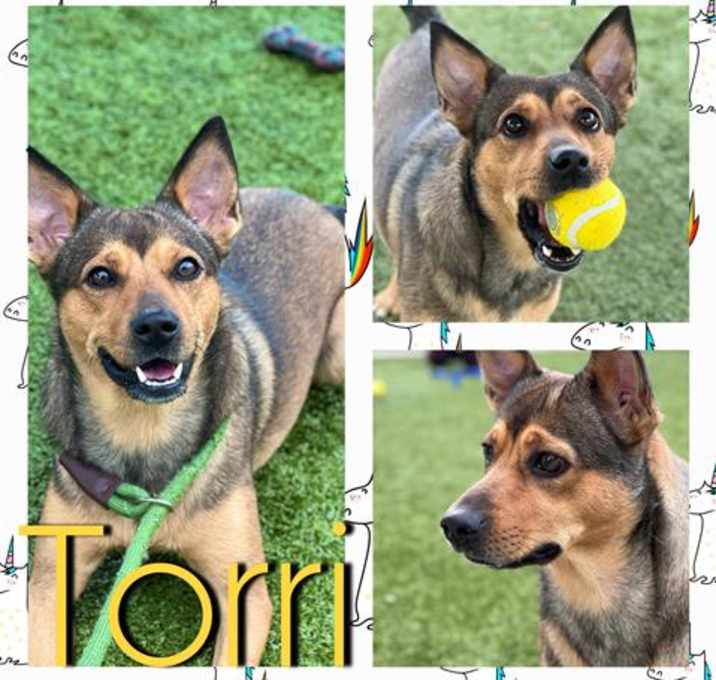 Photo of TORRI