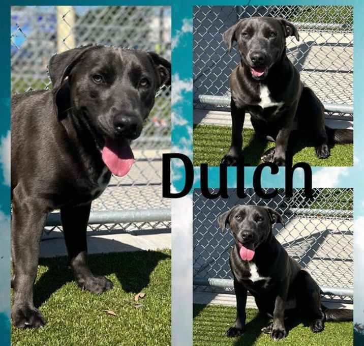Photo of DUTCH