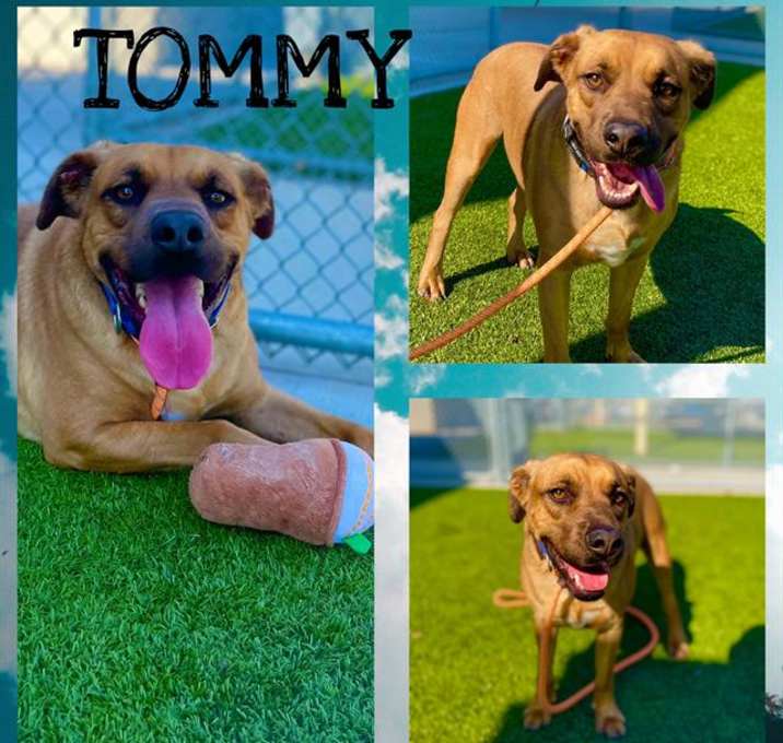 Photo of TOMMY