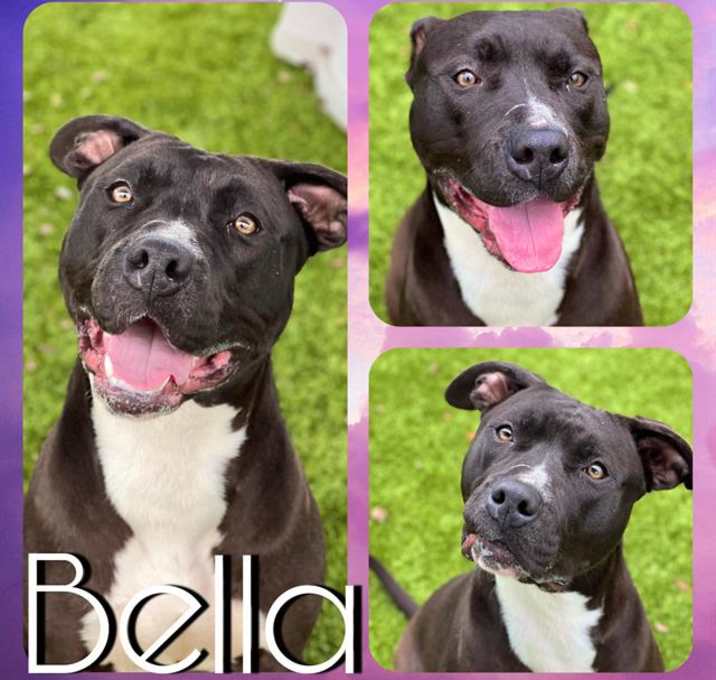 Photo of BELLA
