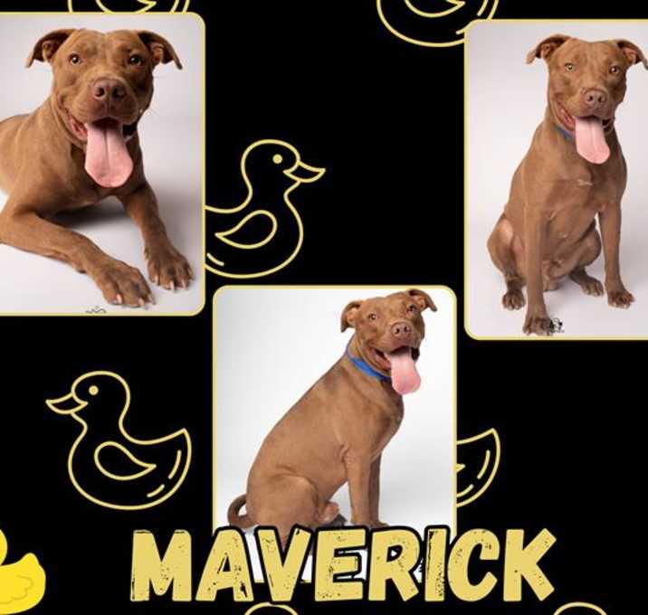Photo of MAVERICK