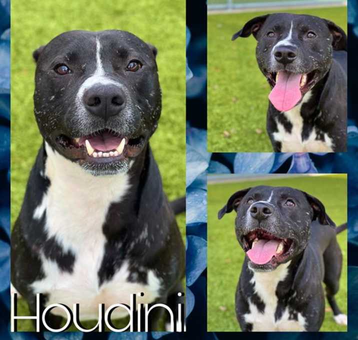 Photo of HOUDINI