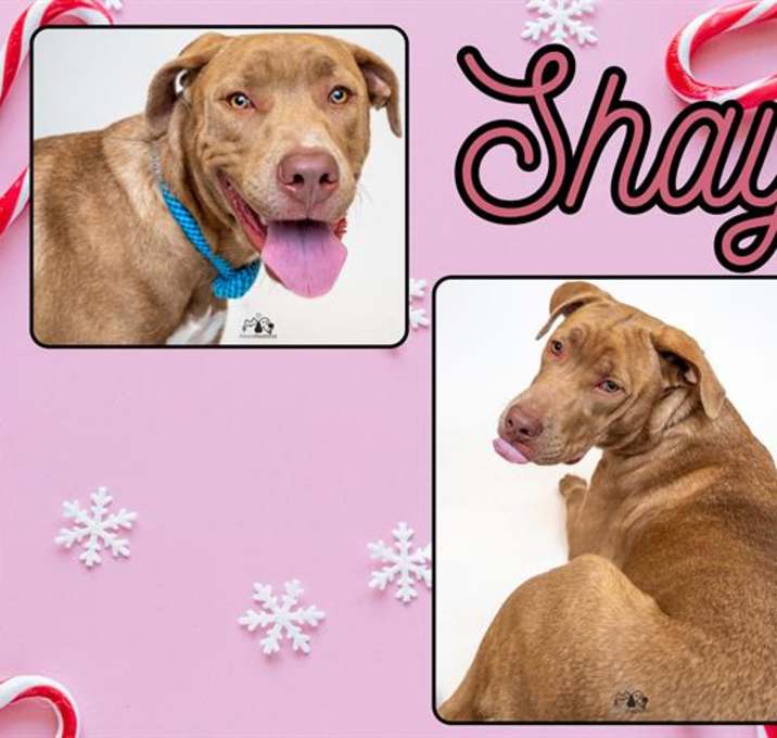 Photo of SHAY