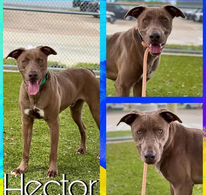 Photo of HECTOR