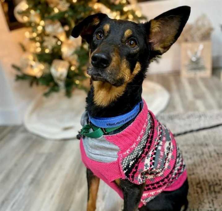Photo of DIXIE