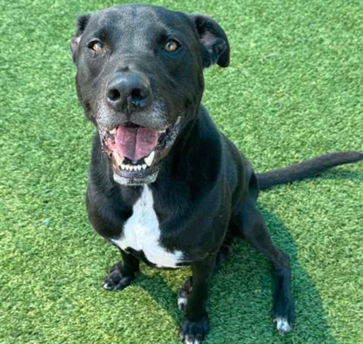 Photo of HONDO