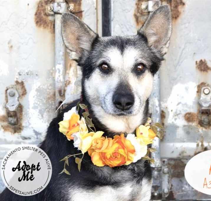 Photo of AVA