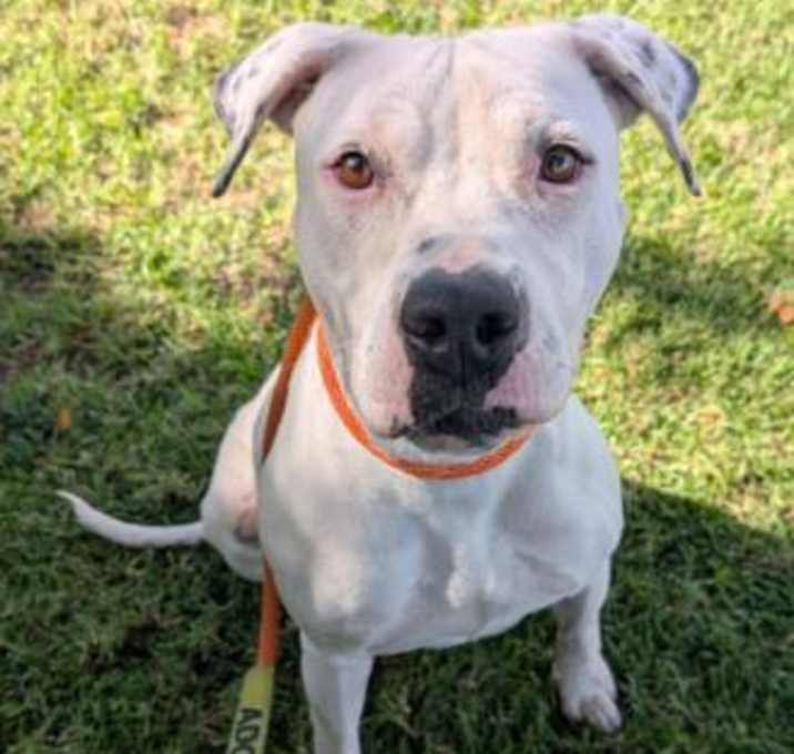 Photo of CUPCAKE- IN FOSTER