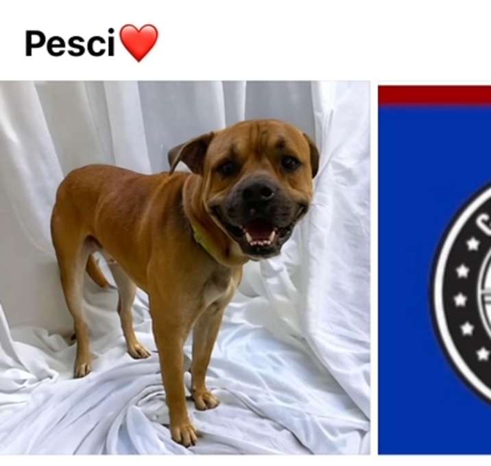 Photo of PESCI