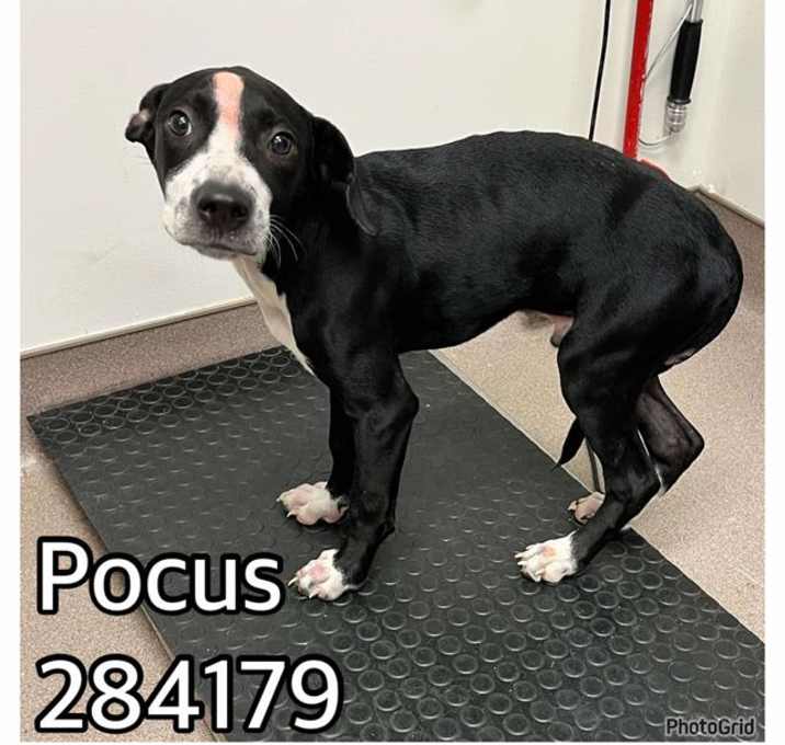 Photo of POCUS