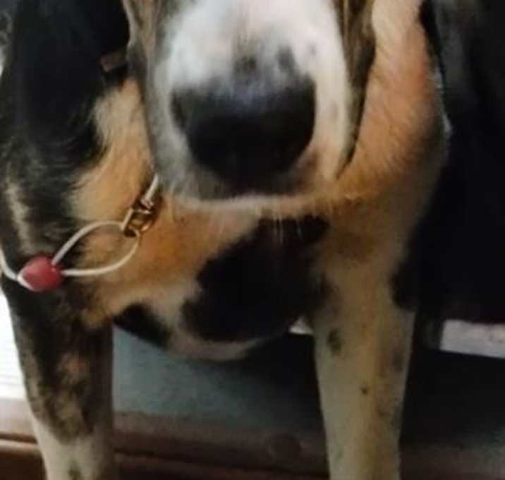 Photo of BLUE