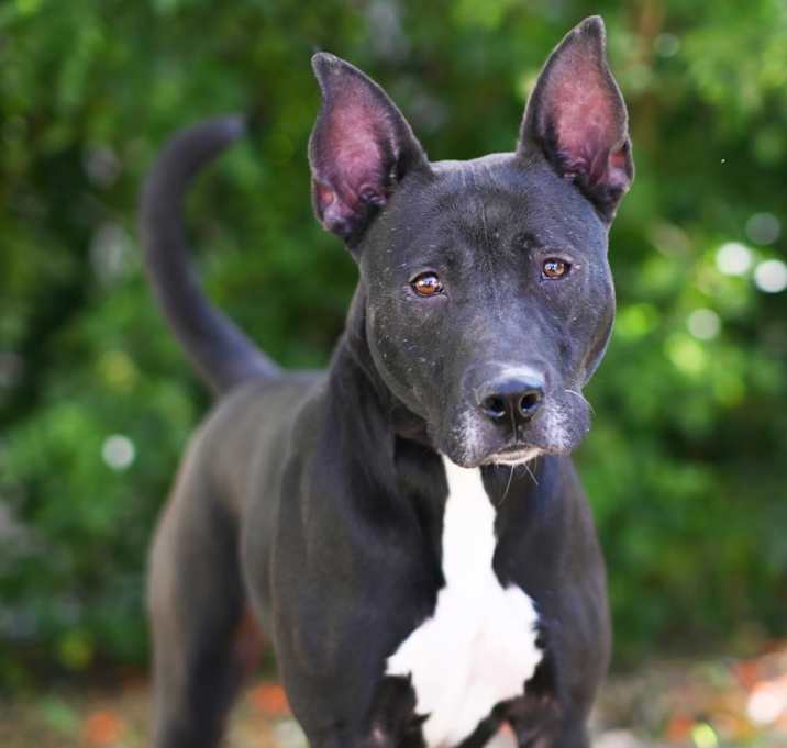 Photo of PHOENIX