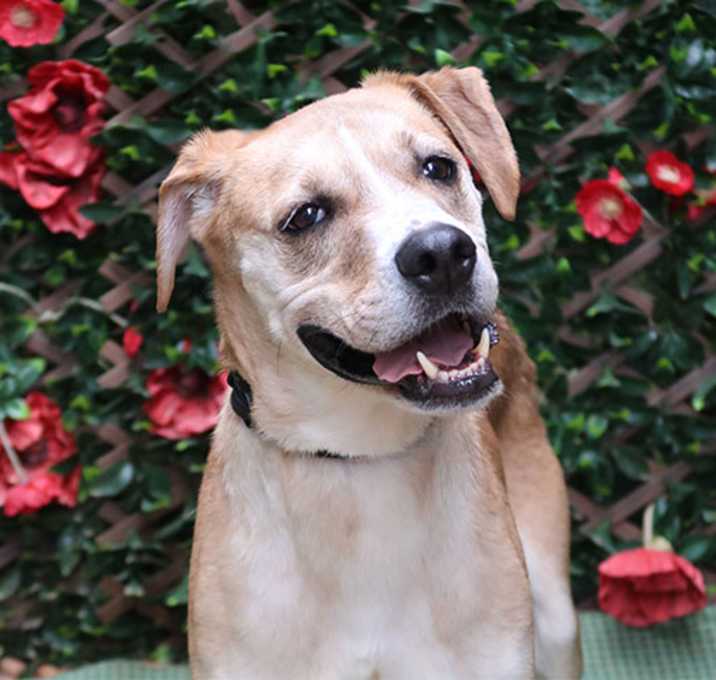 Photo of KODA