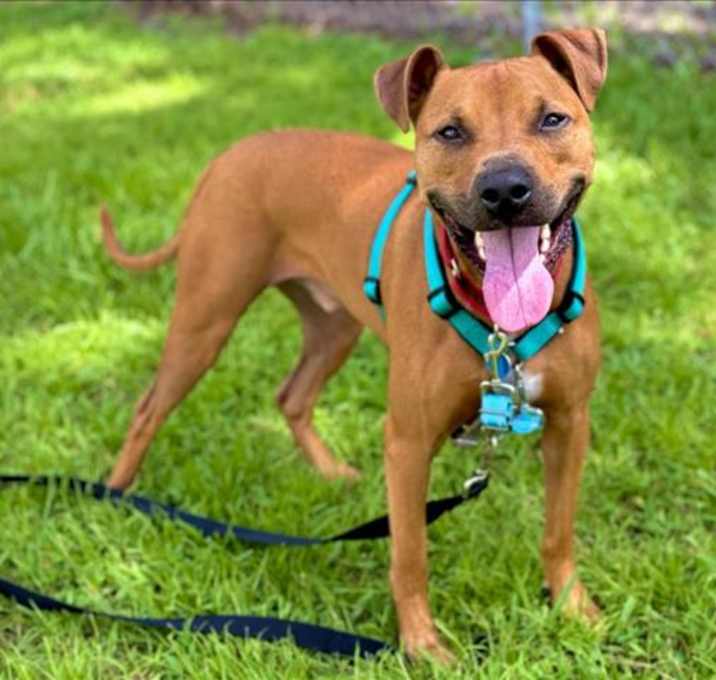 Photo of ROCKO