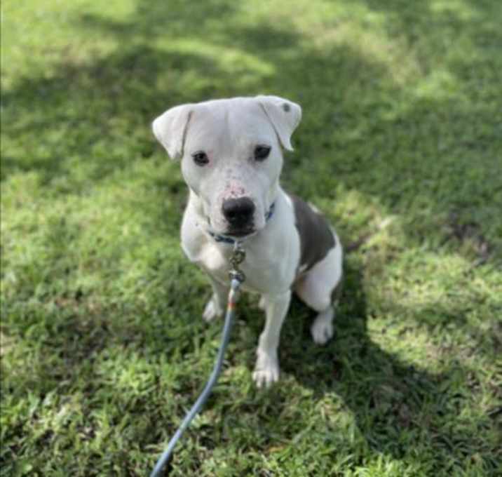Photo of BENTLEY