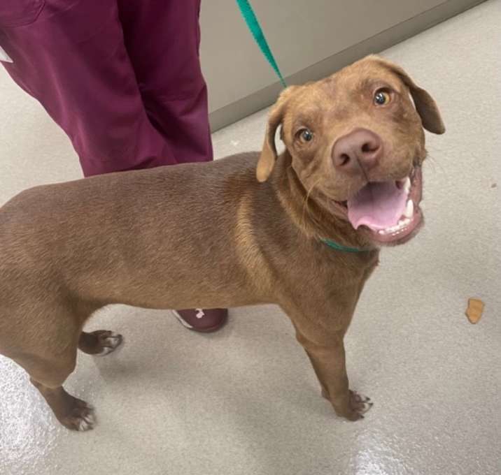 Photo of RUSTY