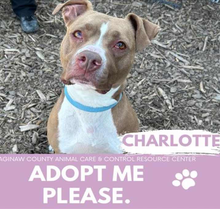 Photo of CHARLOTTE