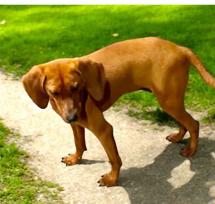 Photo of Copper