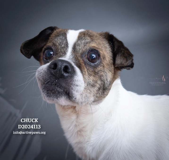 Photo of Chuck