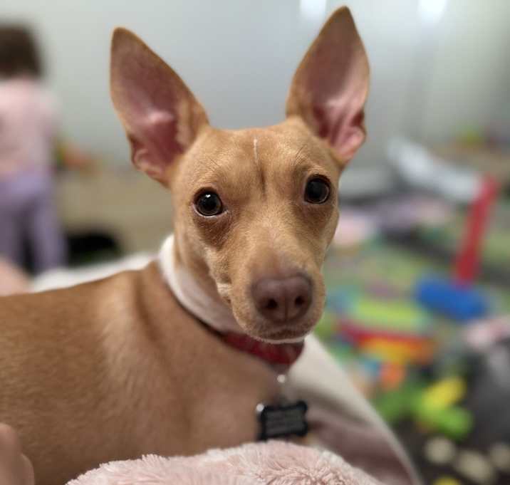 Photo of Sage